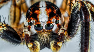 Dr Deplazes is studying the anti-cancer activity of a spider venom peptide.