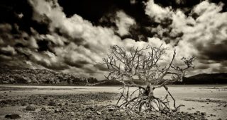 Dead Mangrove Tree