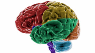 Full CG images made by my self, showing a colored human brain. Point of interest are the different brain regions