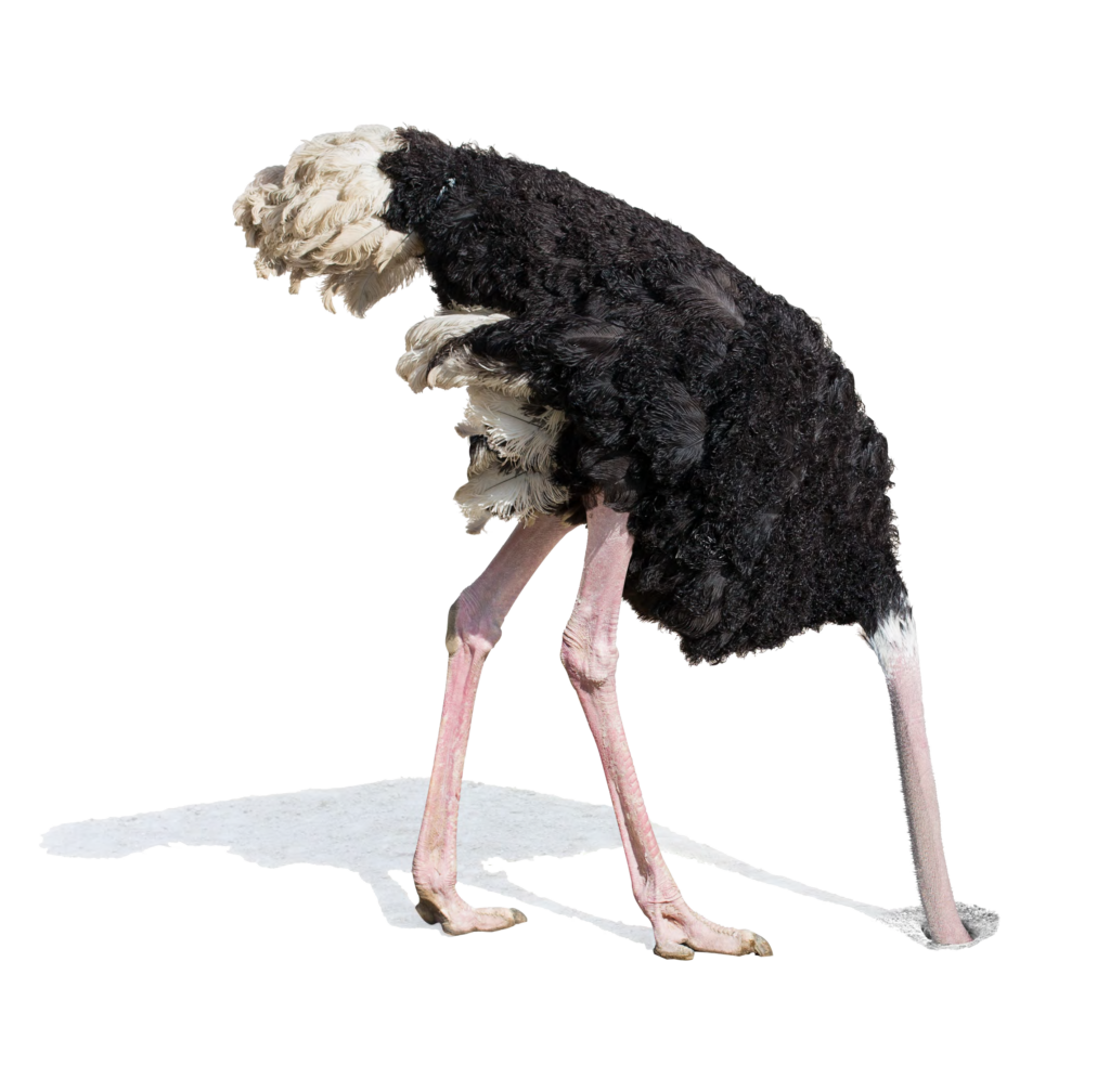 Ostrich with its head hidden