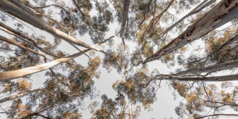 Australian Forest Insights from Space