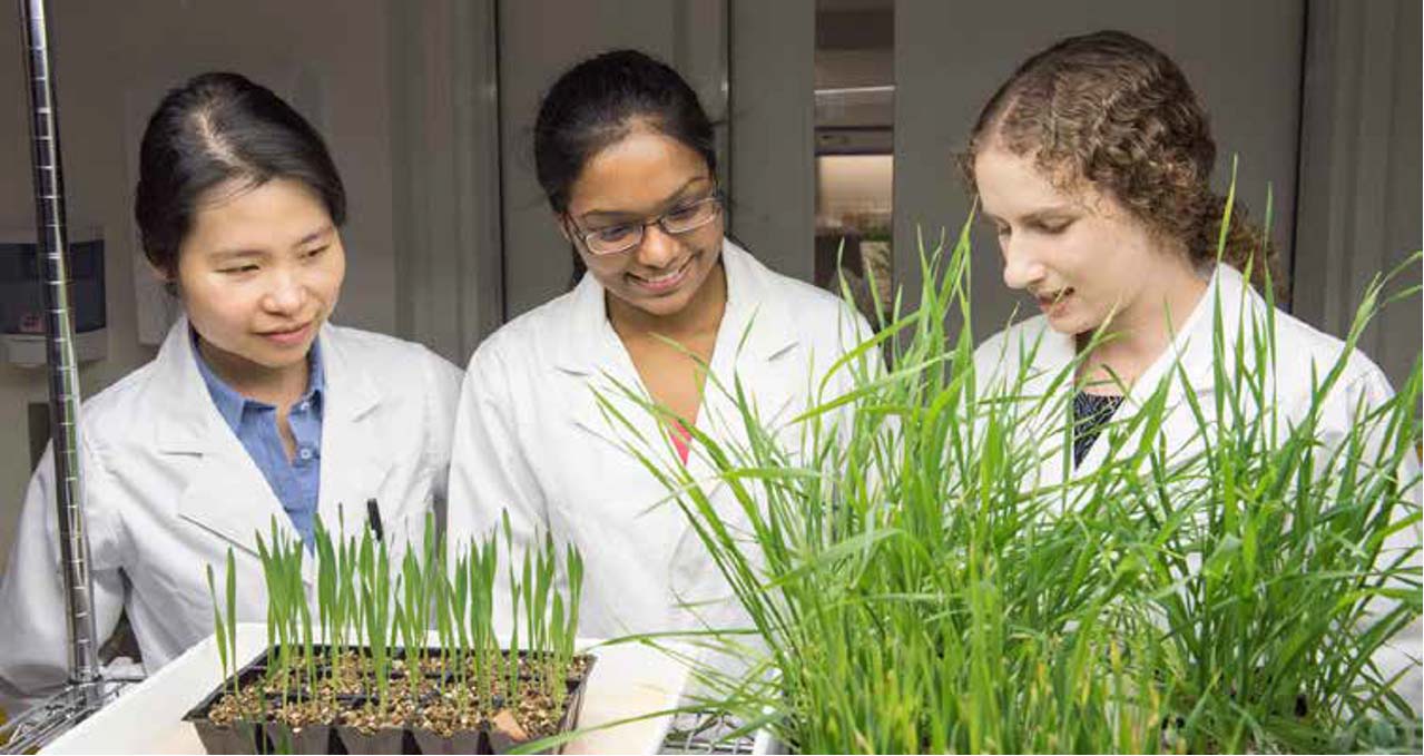 Three agriculture students and researchers working together with plant samples