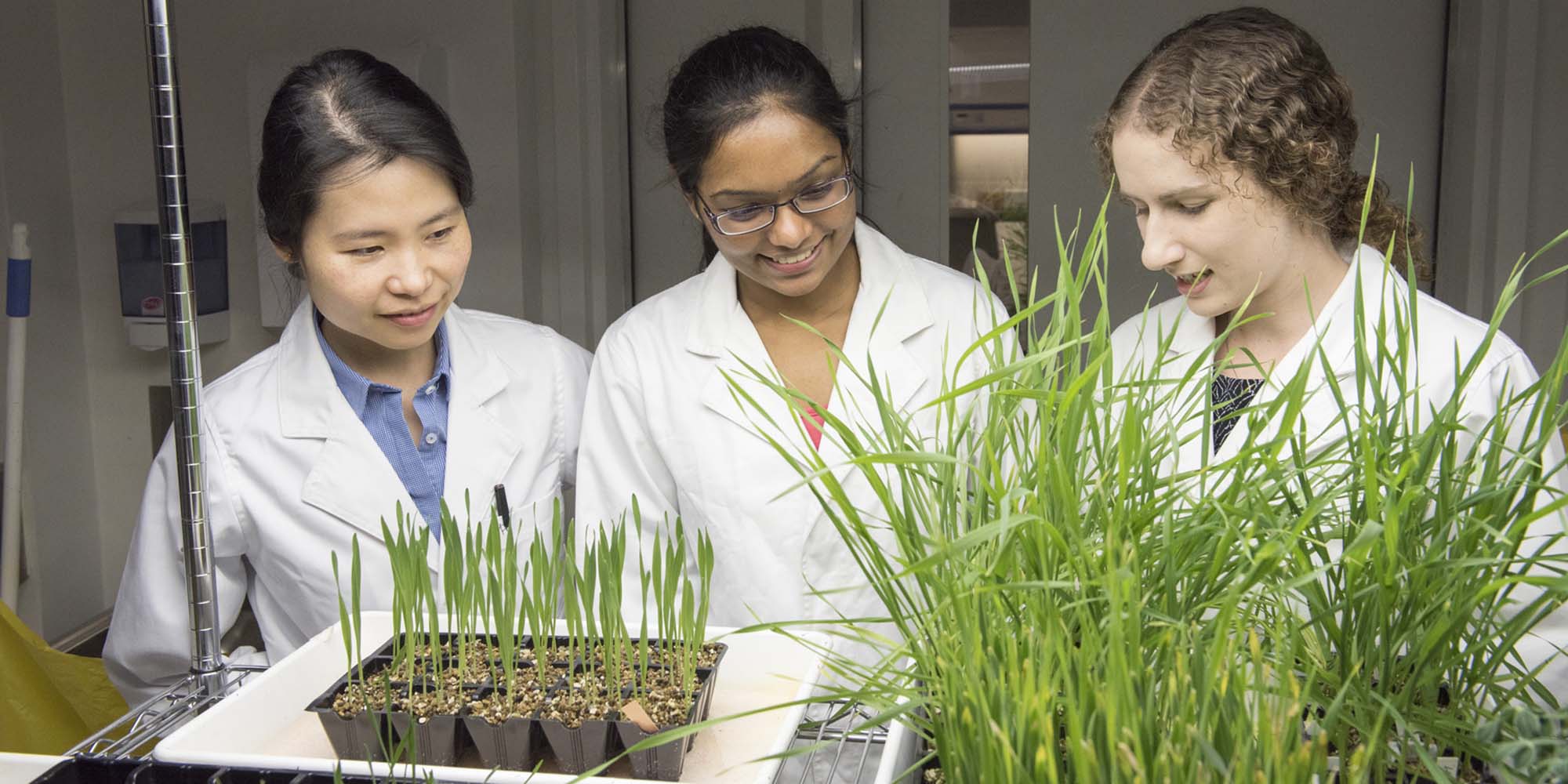 Grains being examined by a female researcher