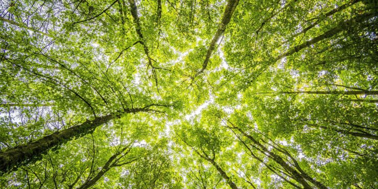 Photo of green tree canopy looking straight up