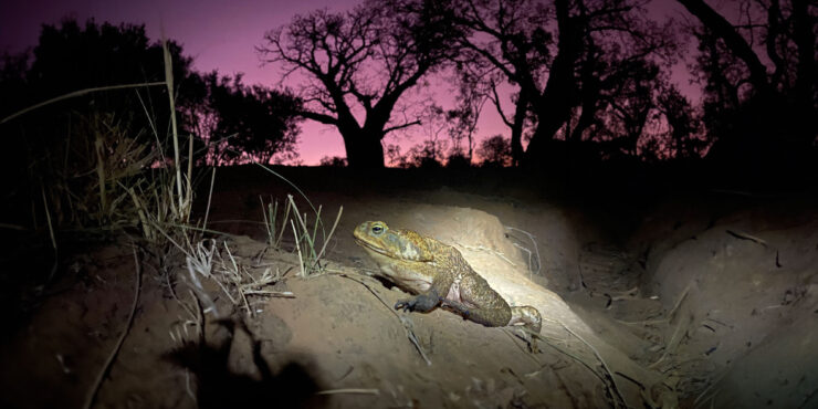 Cane toad at dusk
