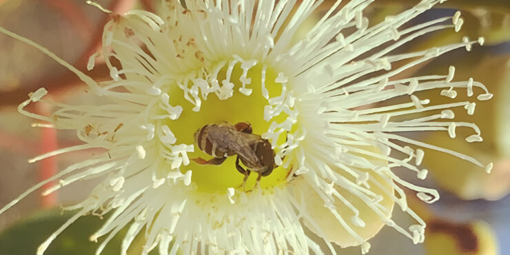 Bee foraging inside bright yellow marri flower